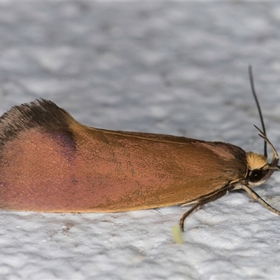 Delexocha ochrocausta (A concealer moth) at Melba, ACT - 24 Oct 2024 by kasiaaus