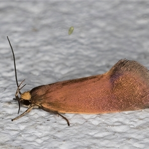 Delexocha ochrocausta at Melba, ACT - 25 Oct 2024 12:32 AM