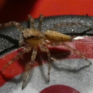 Helpis sp. (genus) at Queanbeyan, NSW - suppressed