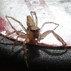 Helpis sp. (genus) at Queanbeyan, NSW - 23 Oct 2024