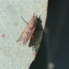 Unidentified True fly (Diptera) at Wodonga, VIC - 26 Oct 2024 by KylieWaldon