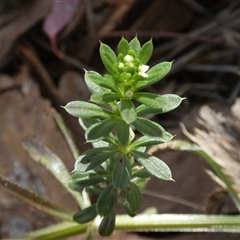 Galium aparine (Goosegrass, Cleavers) at Queanbeyan West, NSW - 22 Oct 2024 by Paul4K