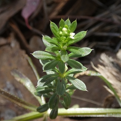 Asperula sp. at Queanbeyan West, NSW - 21 Oct 2024 by Paul4K