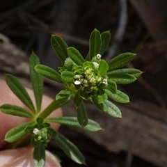 Galium aparine at Queanbeyan West, NSW - 22 Oct 2024 10:15 AM