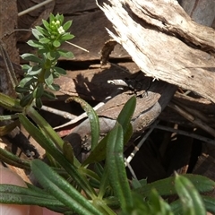 Galium aparine at Queanbeyan West, NSW - 22 Oct 2024 10:15 AM