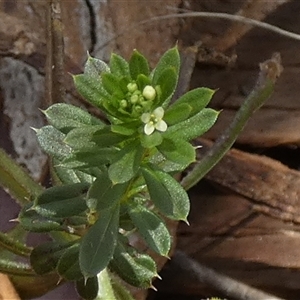 Galium aparine at Queanbeyan West, NSW - 22 Oct 2024 10:15 AM