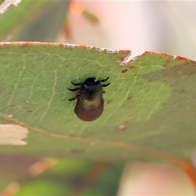 Paropsisterna beata (Blessed Leaf Beetle) at Wodonga, VIC - 27 Oct 2024 by KylieWaldon