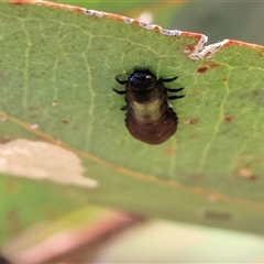 Paropsisterna beata at Wodonga, VIC - 27 Oct 2024 07:39 AM