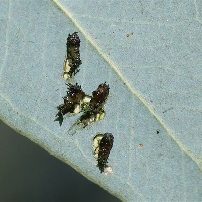 Unidentified Weevil (Curculionoidea) at Wodonga, VIC - 26 Oct 2024 by KylieWaldon