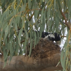 Grallina cyanoleuca (Magpie-lark) at Queanbeyan West, NSW - 26 Oct 2024 by Paul4K