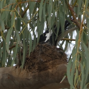 Grallina cyanoleuca at Queanbeyan West, NSW - 27 Oct 2024 07:12 AM