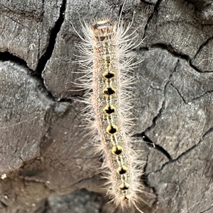 Panacela (genus) at Pebbly Beach, NSW - 22 Oct 2024