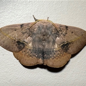 Anthela varia at Pebbly Beach, NSW - 21 Oct 2024 09:54 PM