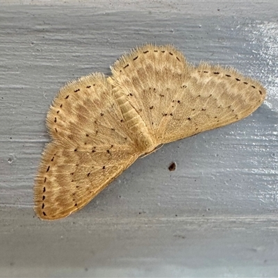 Idaea philocosma (Flecked Wave) at Ainslie, ACT - 26 Oct 2024 by Pirom