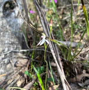 Caladenia moschata at Wee Jasper, NSW - 27 Oct 2024