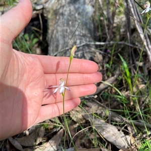 Caladenia moschata at Wee Jasper, NSW - 27 Oct 2024