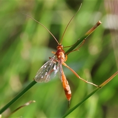 Ichneumonidae (family) at Wodonga, VIC - 26 Oct 2024 by KylieWaldon