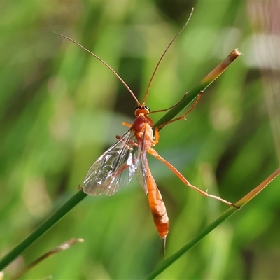 Ichneumonidae (family) at Wodonga, VIC - 26 Oct 2024 by KylieWaldon