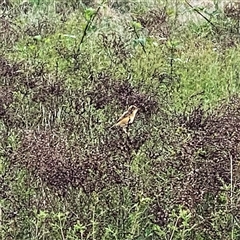 Cisticola exilis (Golden-headed Cisticola) at Googong, NSW - 27 Oct 2024 by Wandiyali