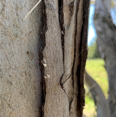 Ephemeroptera (order) (Unidentified Mayfly) at Yass, NSW - 27 Oct 2024 by wildthings