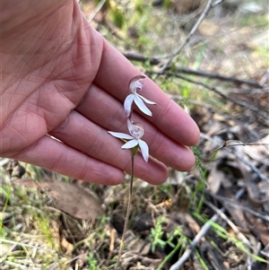 Caladenia moschata at Wee Jasper, NSW - 27 Oct 2024