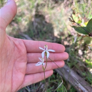 Caladenia moschata at Wee Jasper, NSW - suppressed