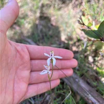 Caladenia moschata (Musky Caps) at Wee Jasper, NSW - 26 Oct 2024 by courtneyb