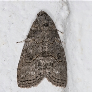 Calathusa sp nr dispila at Melba, ACT - 26 Oct 2024 09:49 PM