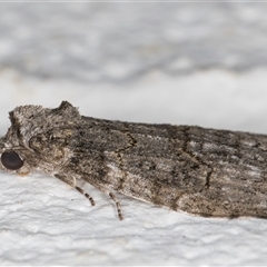 Calathusa sp nr dispila at Melba, ACT - 26 Oct 2024 09:49 PM