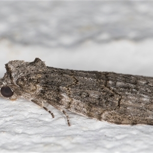 Calathusa sp nr dispila at Melba, ACT - 26 Oct 2024 09:49 PM