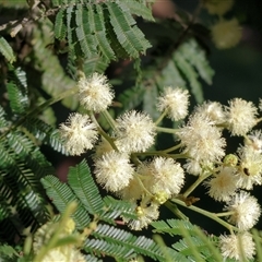 Acacia mearnsii (Black Wattle) at Wodonga, VIC - 27 Oct 2024 by KylieWaldon