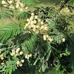 Acacia mearnsii at Wodonga, VIC - 27 Oct 2024 07:44 AM