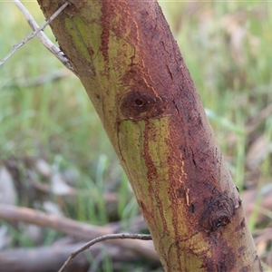 Acacia mearnsii at Wodonga, VIC - 27 Oct 2024 07:44 AM