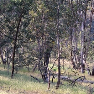 Acacia mearnsii at Wodonga, VIC - 27 Oct 2024 07:44 AM