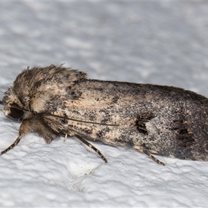 Thoracolopha verecunda at Melba, ACT - 26 Oct 2024 09:50 PM