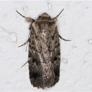 Thoracolopha verecunda at Melba, ACT - 26 Oct 2024 09:50 PM