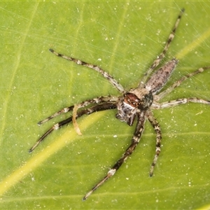 Helpis sp. (genus) at Melba, ACT - 26 Oct 2024