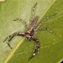 Helpis sp. (genus) at Melba, ACT - 26 Oct 2024