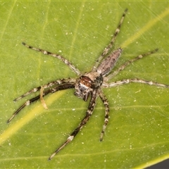 Helpis sp. (genus) at Melba, ACT - 26 Oct 2024