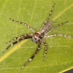 Helpis sp. (genus) at Melba, ACT - 26 Oct 2024