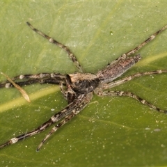 Helpis sp. (genus) at Melba, ACT - 26 Oct 2024