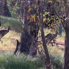 Macropus giganteus (Eastern Grey Kangaroo) at Wodonga, VIC - 26 Oct 2024 by KylieWaldon