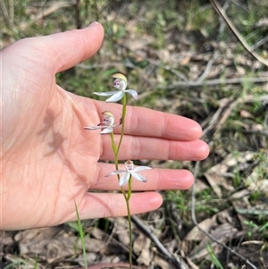 Caladenia moschata at Wee Jasper, NSW - suppressed