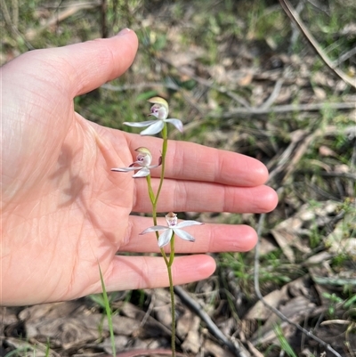 Caladenia moschata (Musky Caps) at Wee Jasper, NSW - 27 Oct 2024 by courtneyb