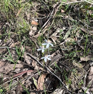 Caladenia moschata at Wee Jasper, NSW - suppressed