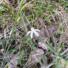 Caladenia moschata (Musky Caps) at Wee Jasper, NSW - 27 Oct 2024 by courtneyb