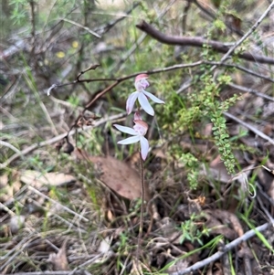 Caladenia moschata at Wee Jasper, NSW - 27 Oct 2024