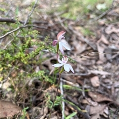 Caladenia moschata at Wee Jasper, NSW - suppressed