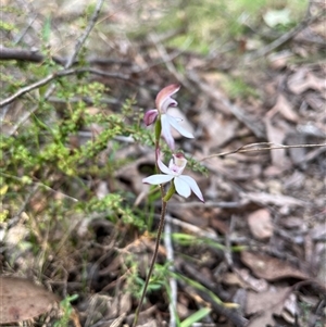 Caladenia moschata at Wee Jasper, NSW - 27 Oct 2024