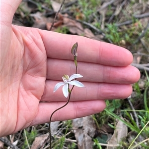 Caladenia moschata at Wee Jasper, NSW - 27 Oct 2024